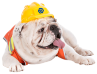NSR-Dog-Img-NSR-Gordian